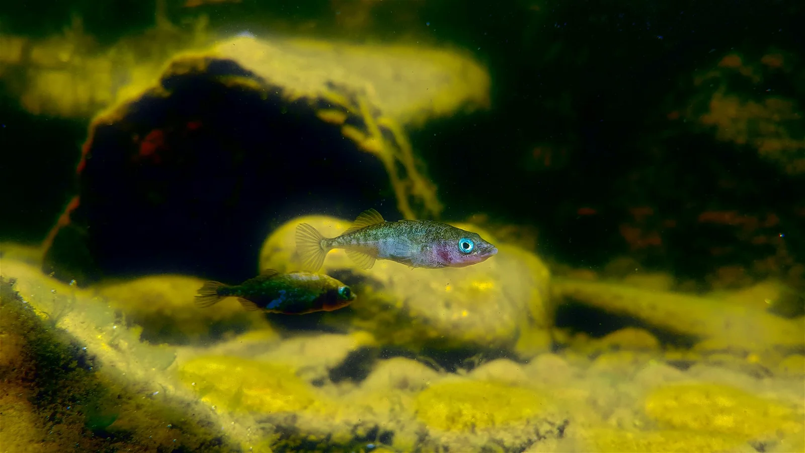 Palo Alto Junior Museum and Zoo