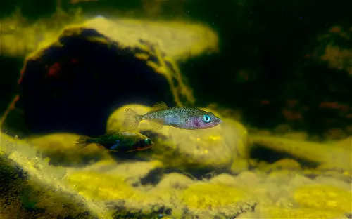 Palo Alto Junior Museum and Zoo
