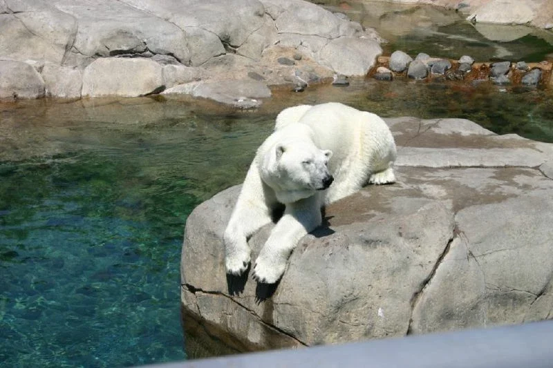 Lake Superior Zoo