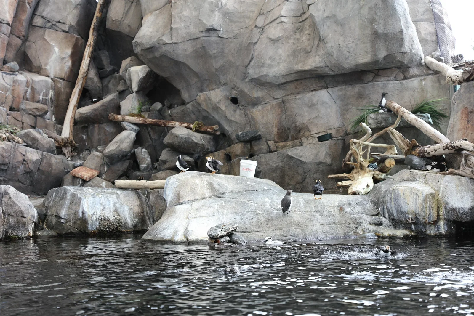 Alaska SeaLife Center: Research and Rescue on Resurrection Bay