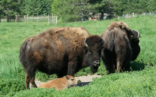 Oxbow Park & Zollman Zoo