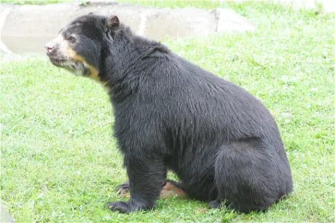 Bignhamton Zoo At Ross Park