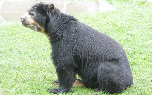 Bignhamton Zoo At Ross Park