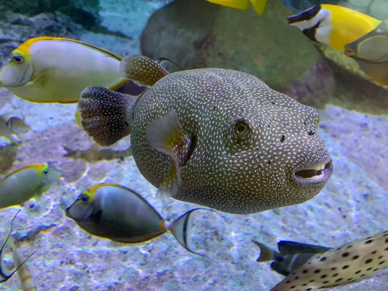 Sea Life Aquarium at Legoland