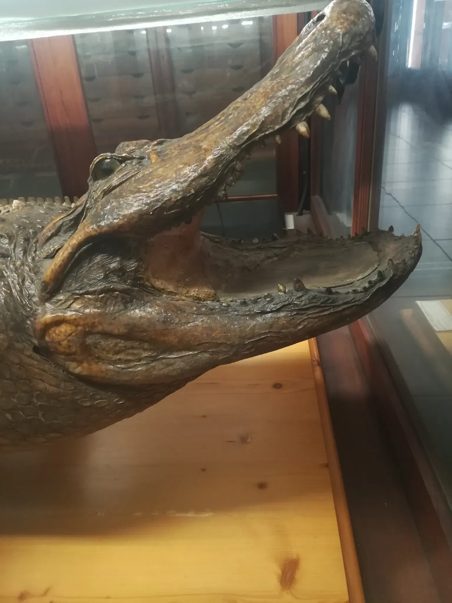 Museo Di Zoologia "P. Doderlein"