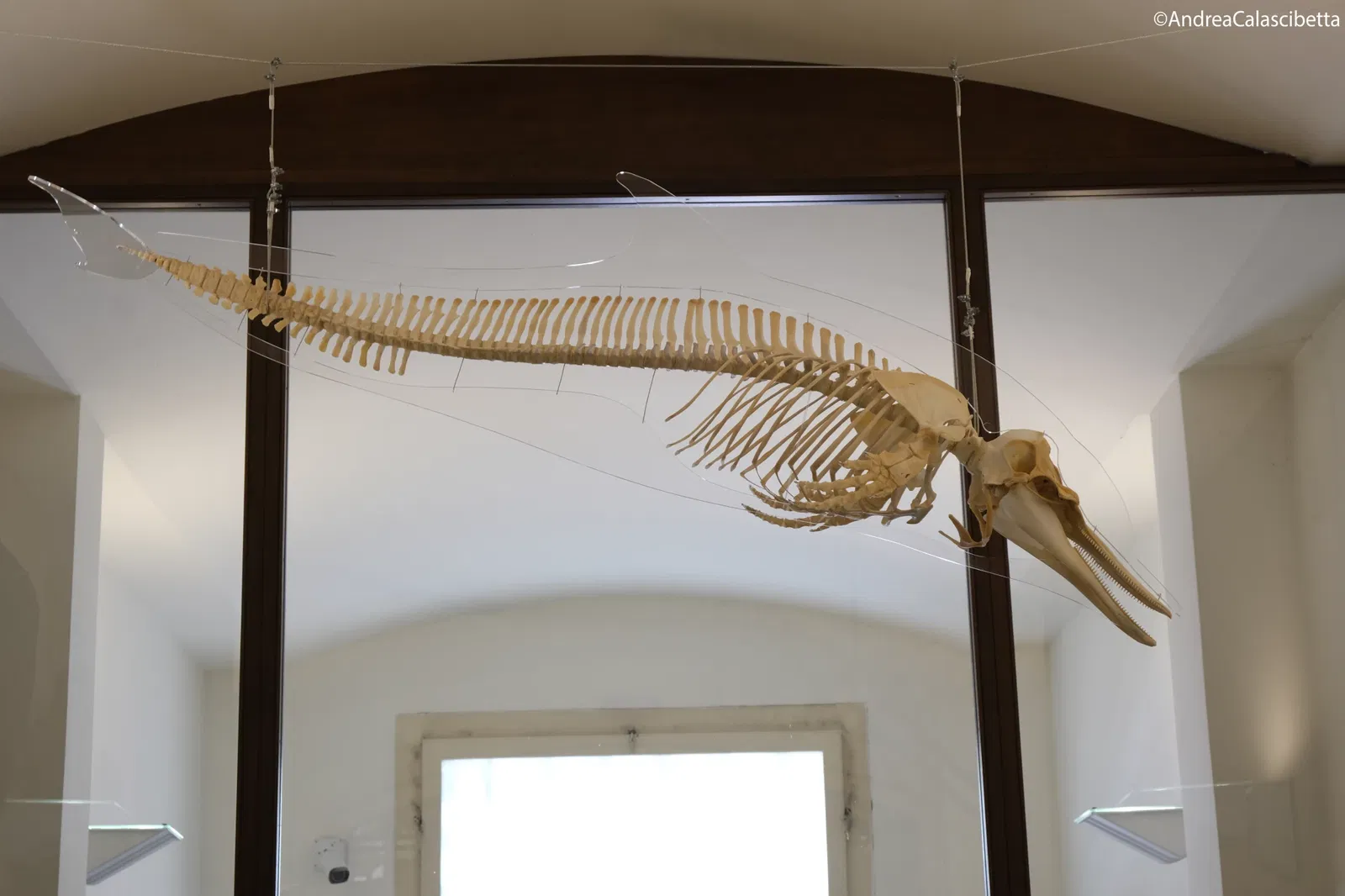 Museum of Zoology "P. Doderlein"