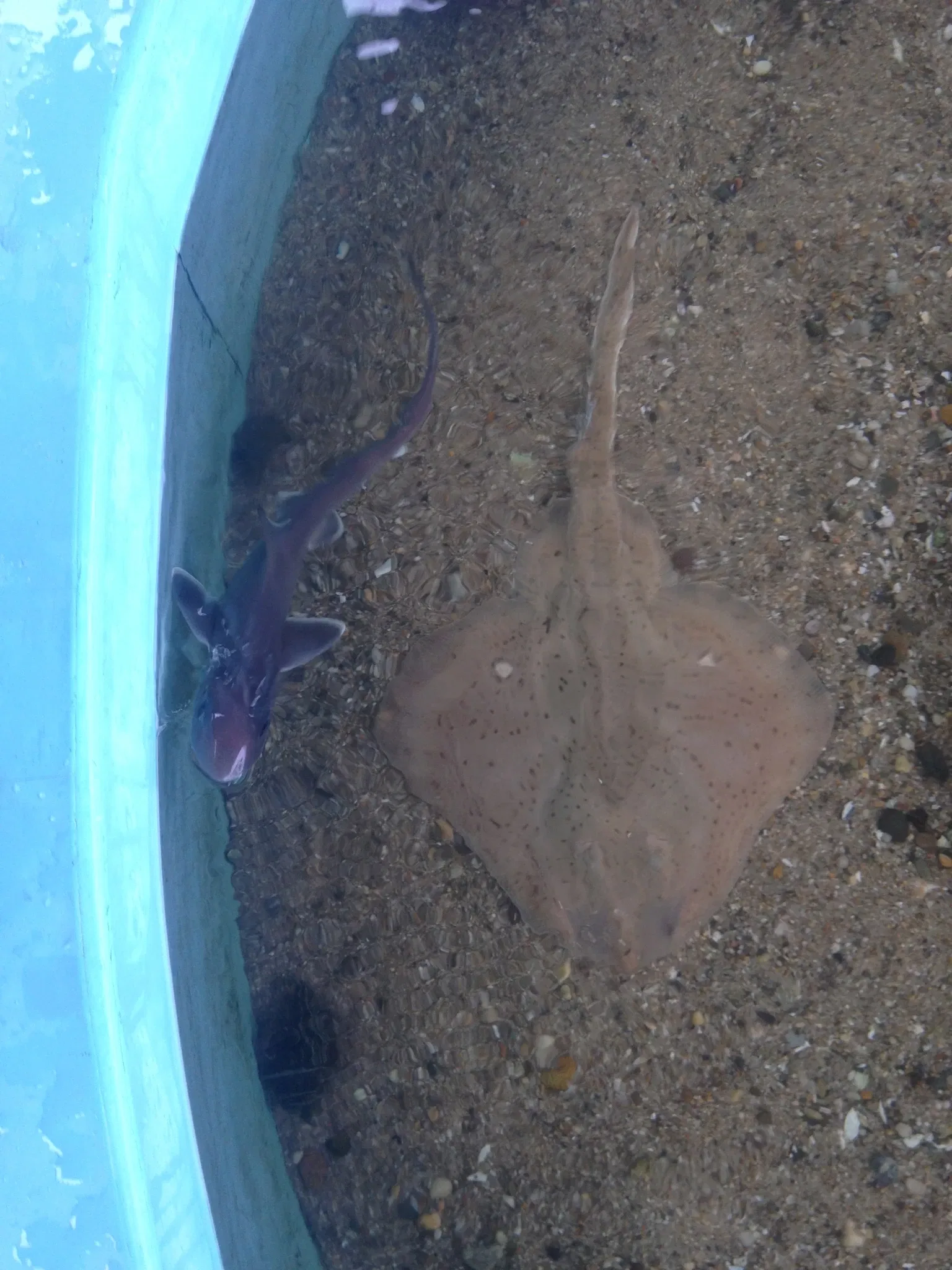 Acuario Maria Mitchell