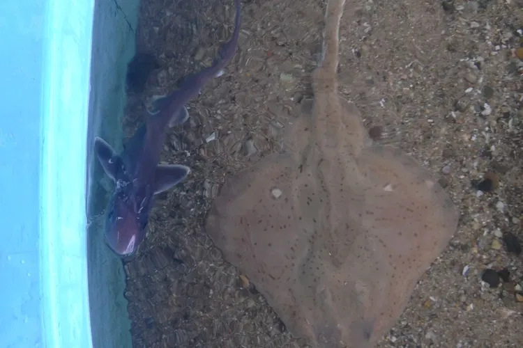 Acuario Maria Mitchell