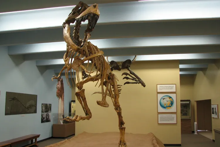 The Dinosaur Museum