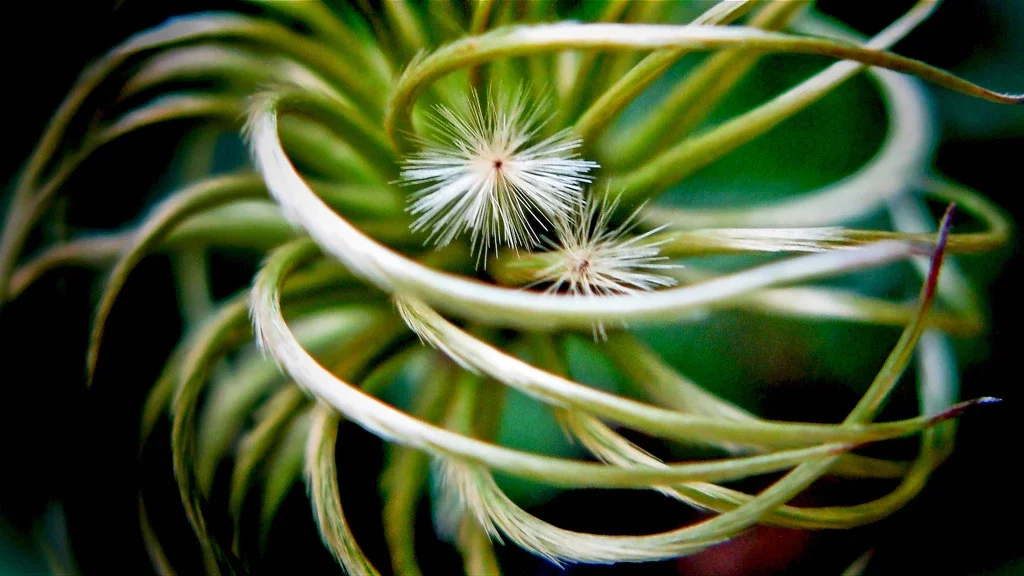 Wilder Park Conservatory