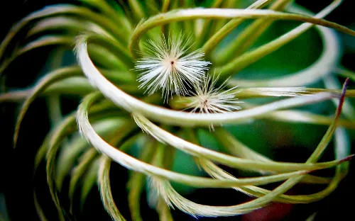 Wilder Park Conservatory