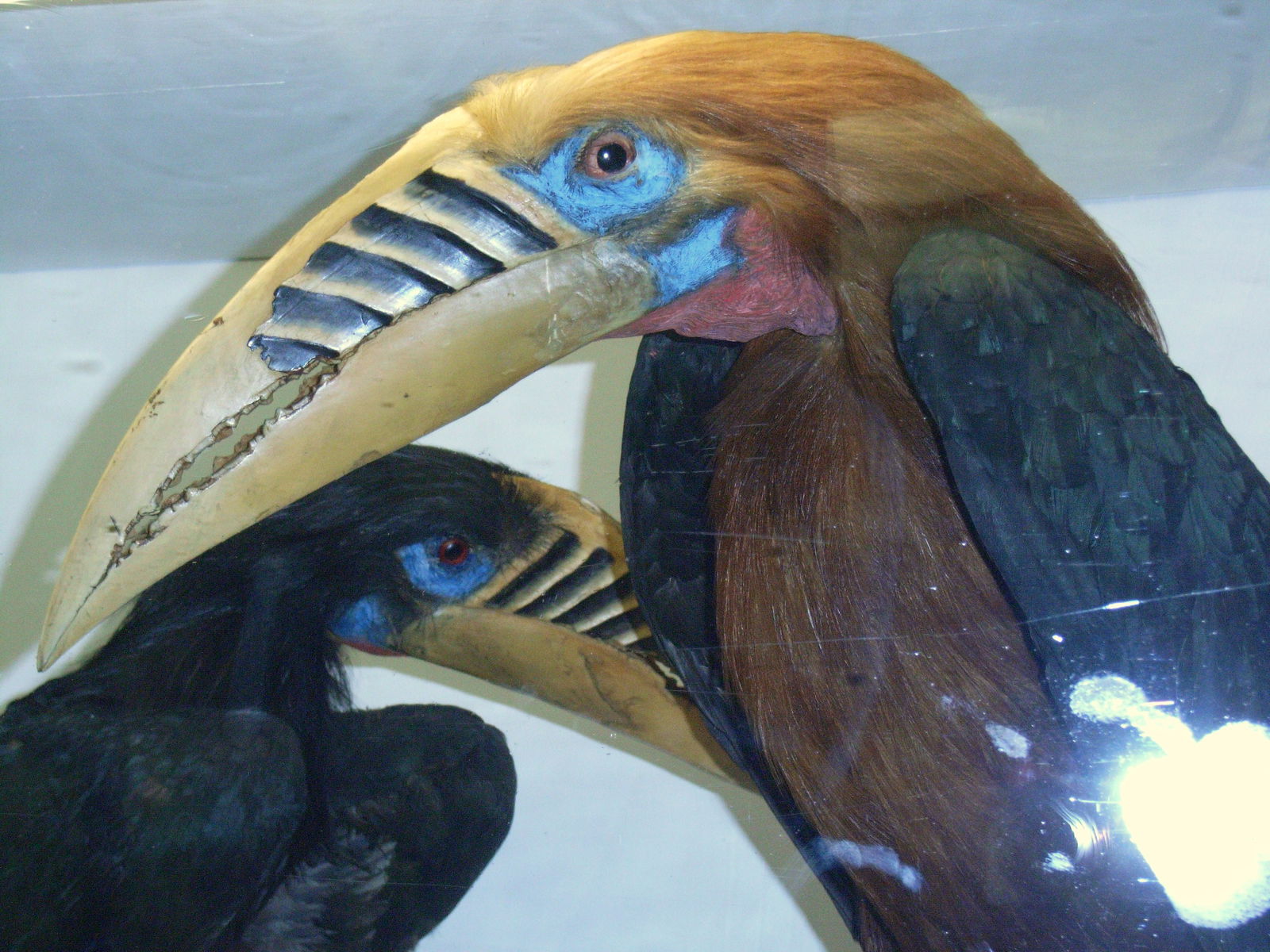 Museo Zoologico La Specola