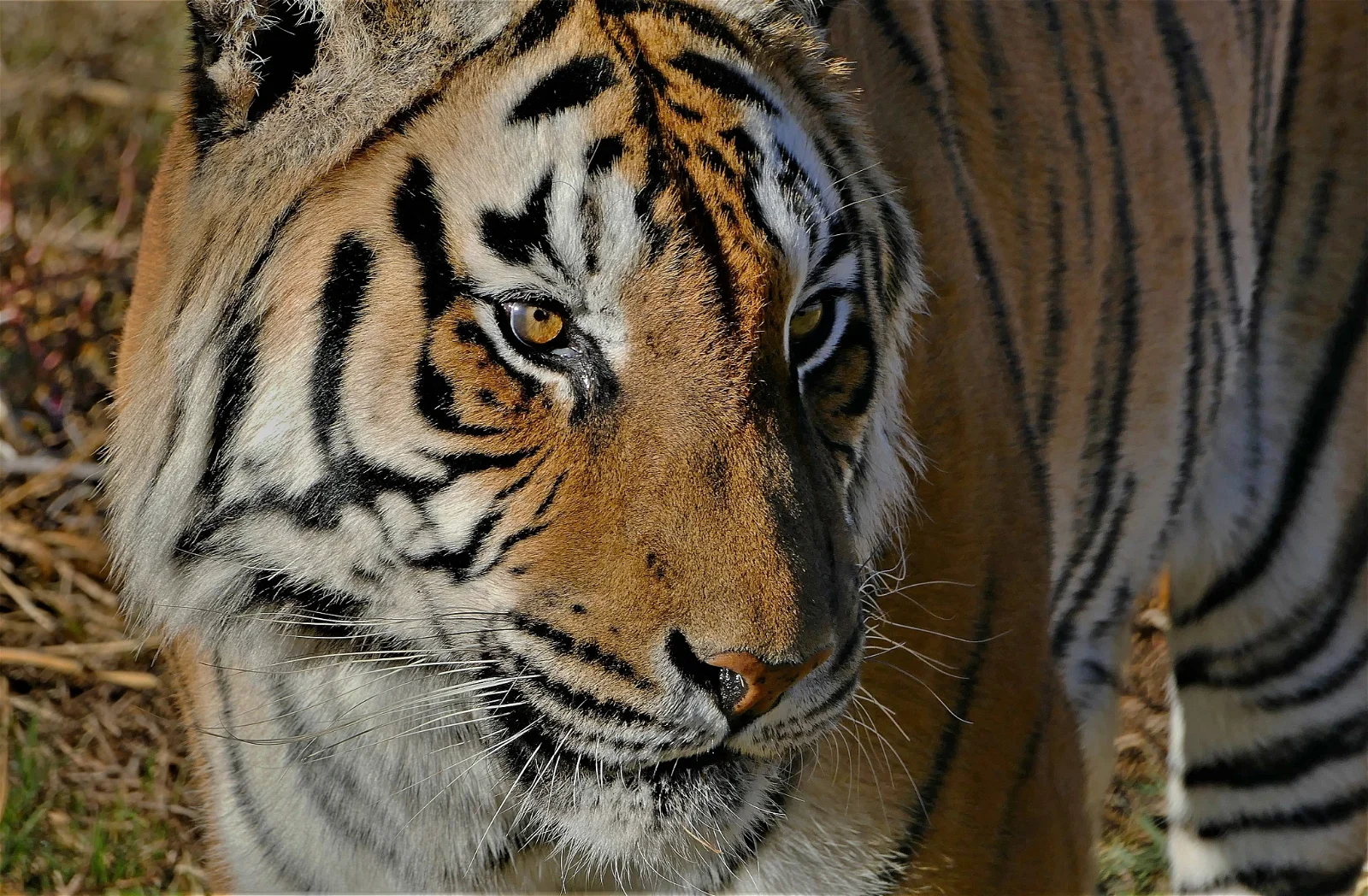 Out of Africa Wildlife Park