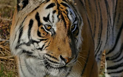 Out of Africa Wildlife Park