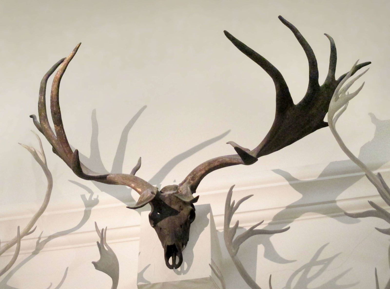 Göteborg Natural History Museum