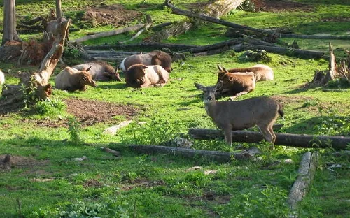 Greater Vancouver Zoo