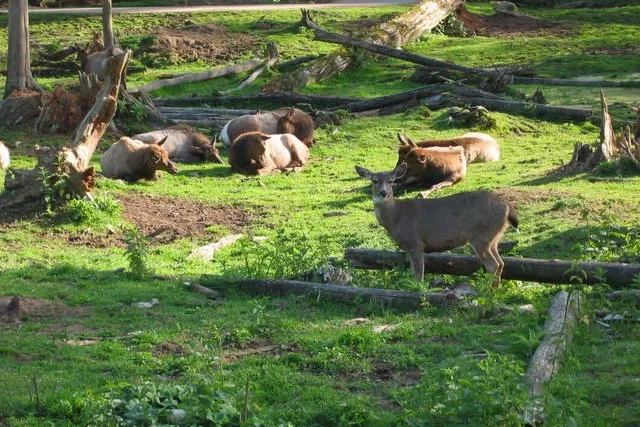 Zoológico de la Gran Vancouver