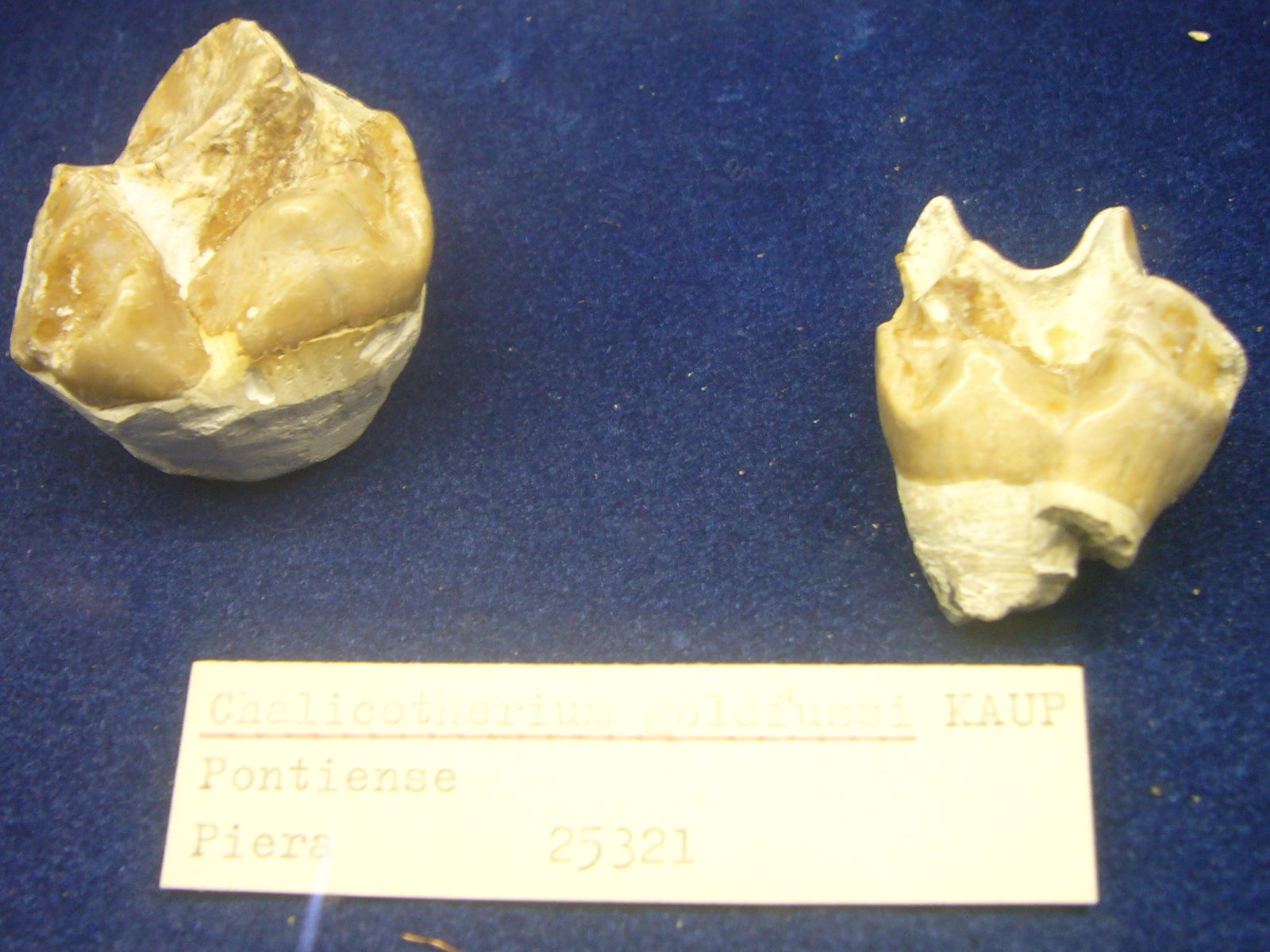 Museu Geologic del Seminari de Barcelona