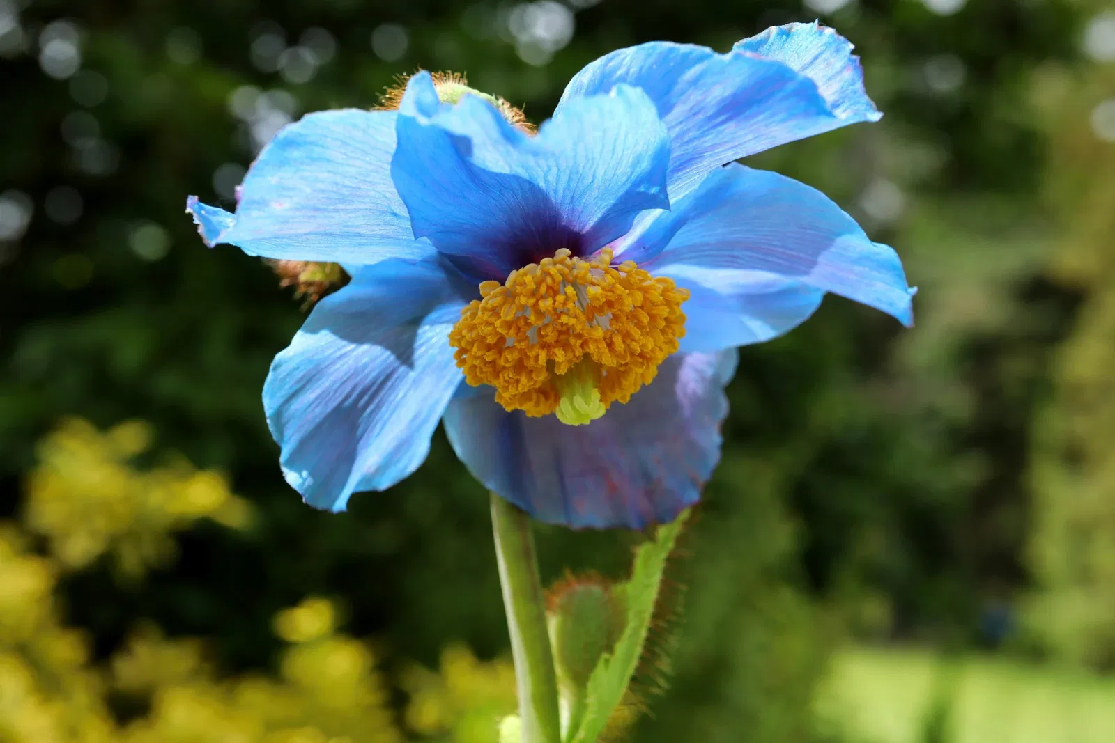 St Andrews Botanic Gardens