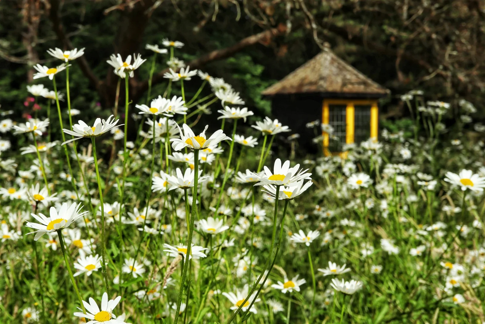 St Andrews Botanic Garden