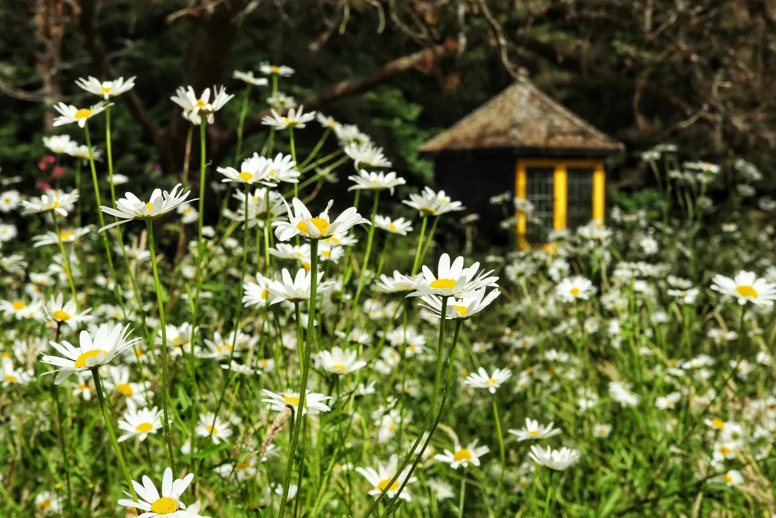 St Andrews Botanic Gardens