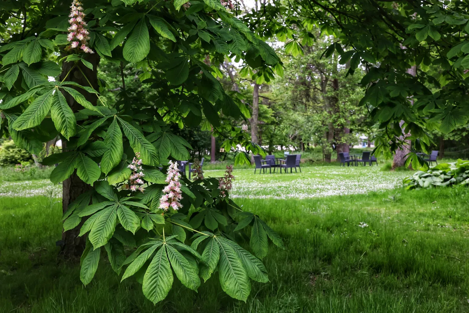 St Andrews Botanic Gardens
