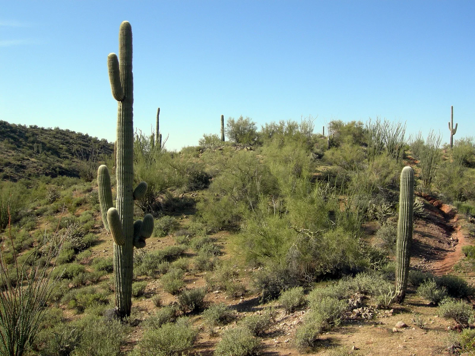 Wickenburg: Museums, Exhibitions & Discounts - Whichmuseum