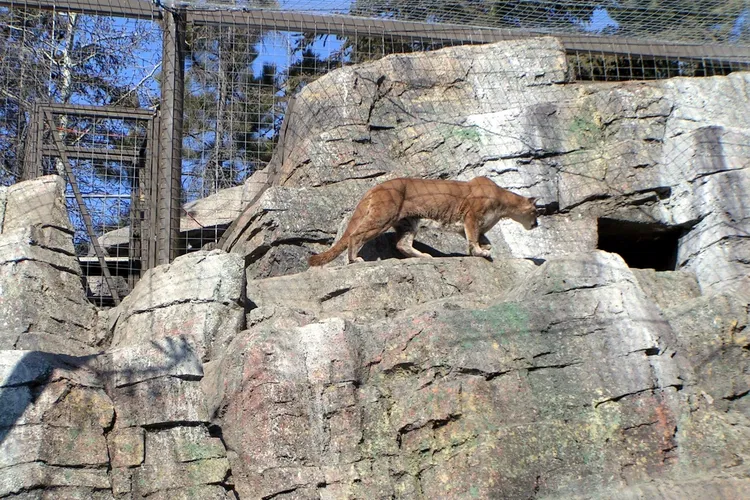 Zoológico de Calgary