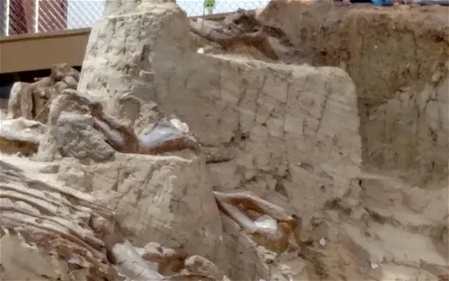 The Mammoth Site of Hot Springs