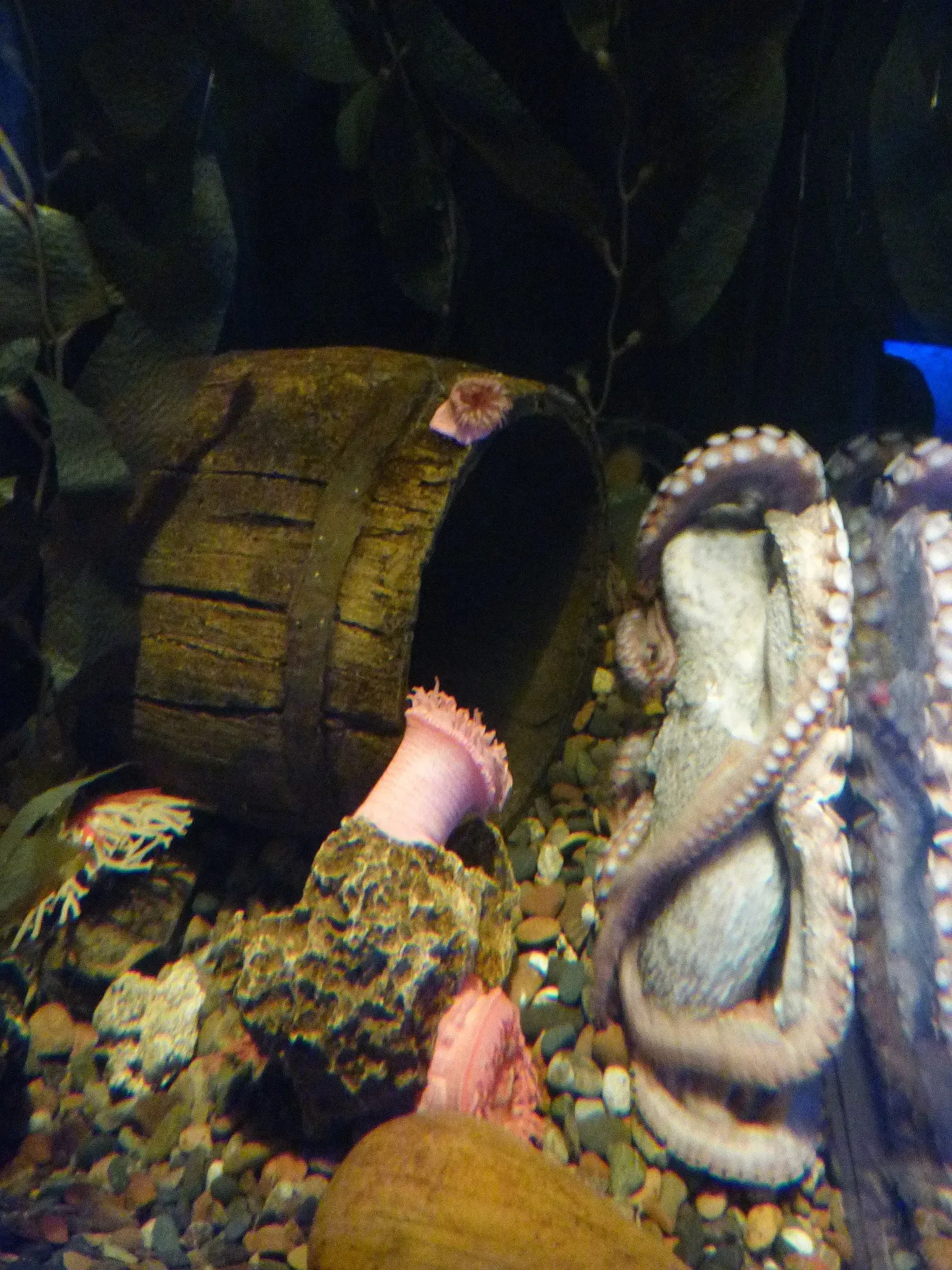 Tickets, Prices & Discounts Ripley's Aquarium of Myrtle Beach (Myrtle