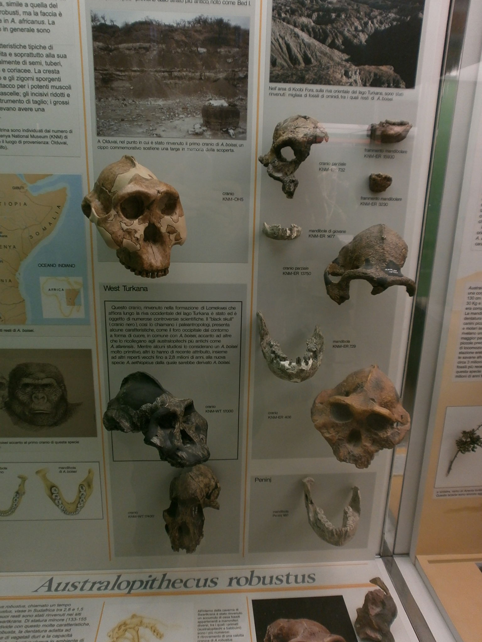 Civico Museo di Storia Naturale