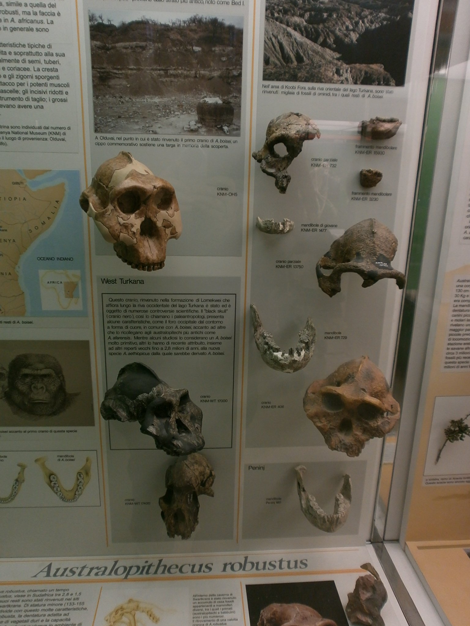 Museum of Natural History