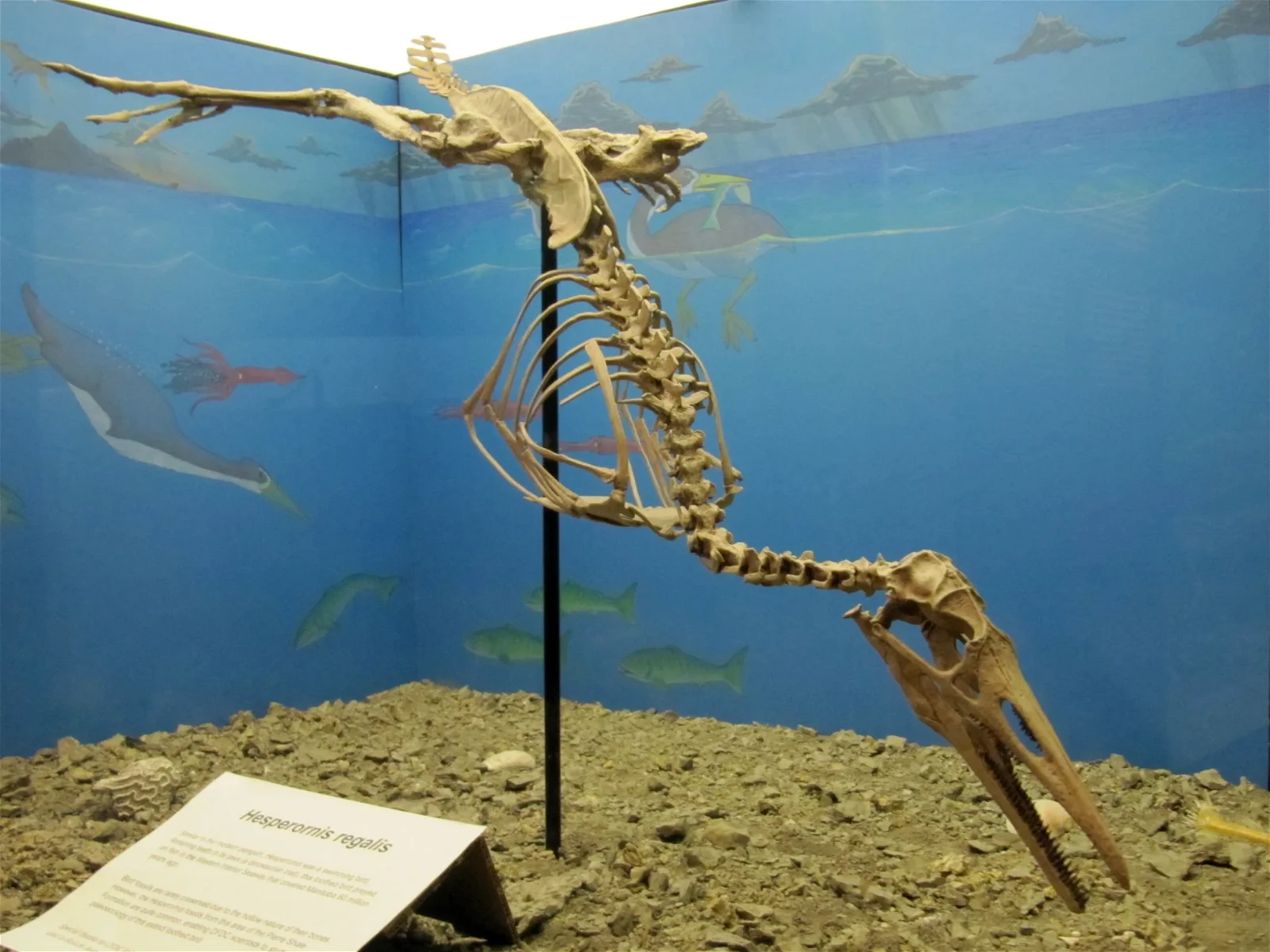 Canadian Fossil Discovery Centre