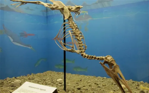 Canadian Fossil Discovery Centre