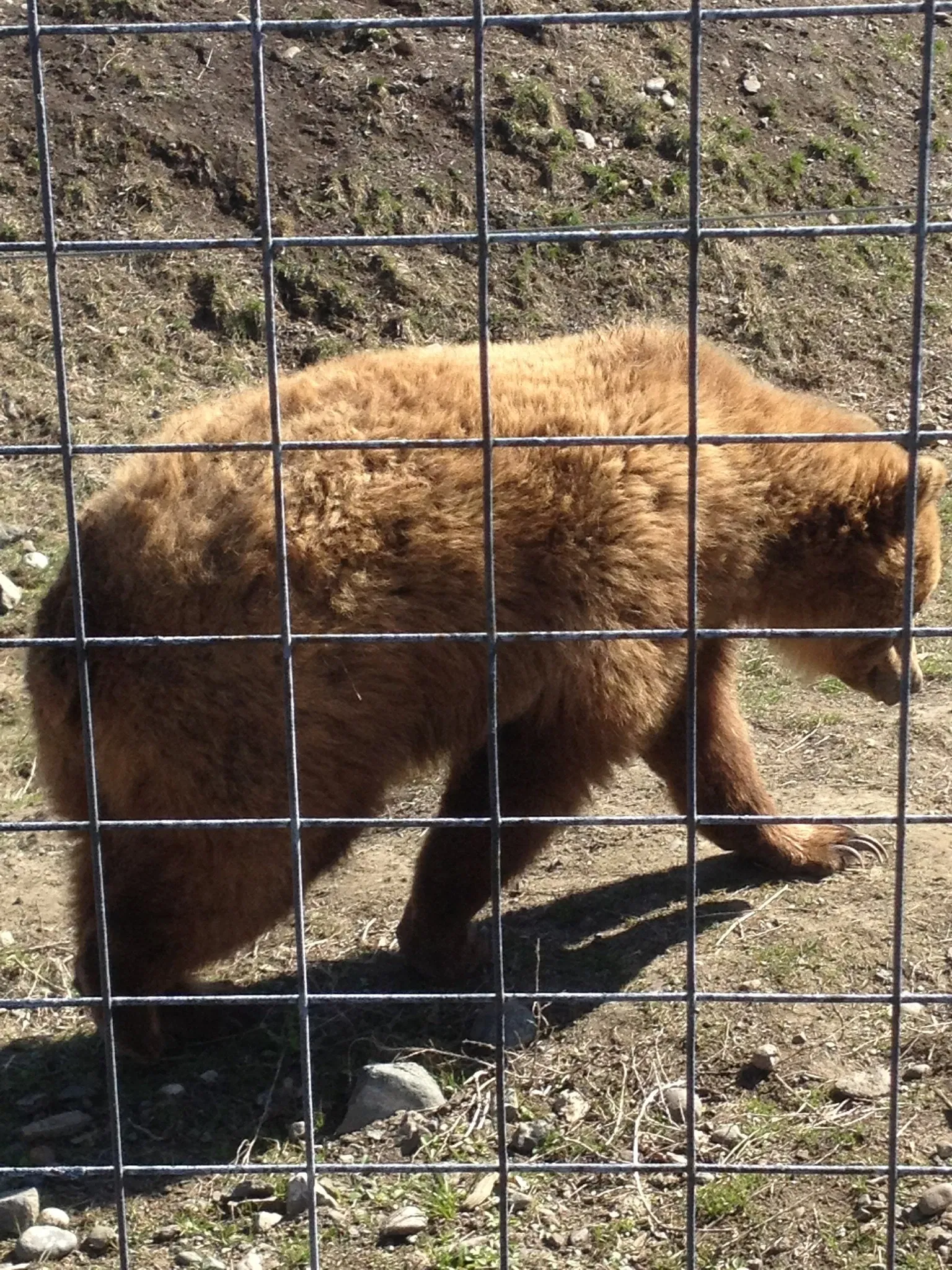 Bc Wildlife Park (Kamloops) Visitor Information & Reviews