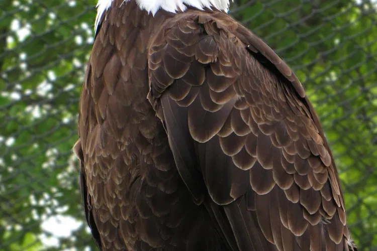 Zoológico de Magnetic Hill