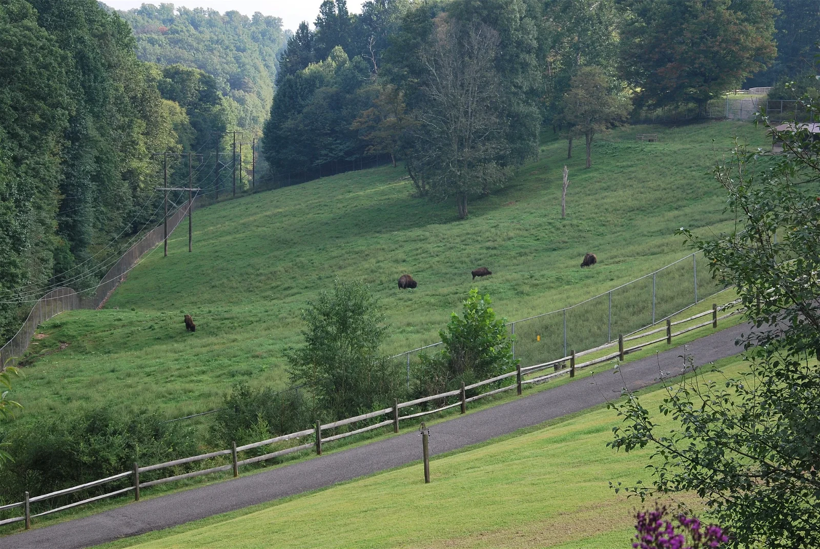 West Virginia State Wildlife Center French Creek Visitor   West Virginia State Wildlife Center French Creek.webp