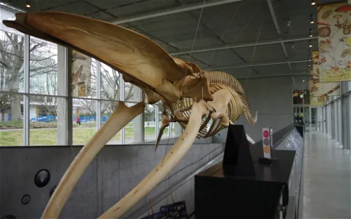 Beaty Biodiversity Museum