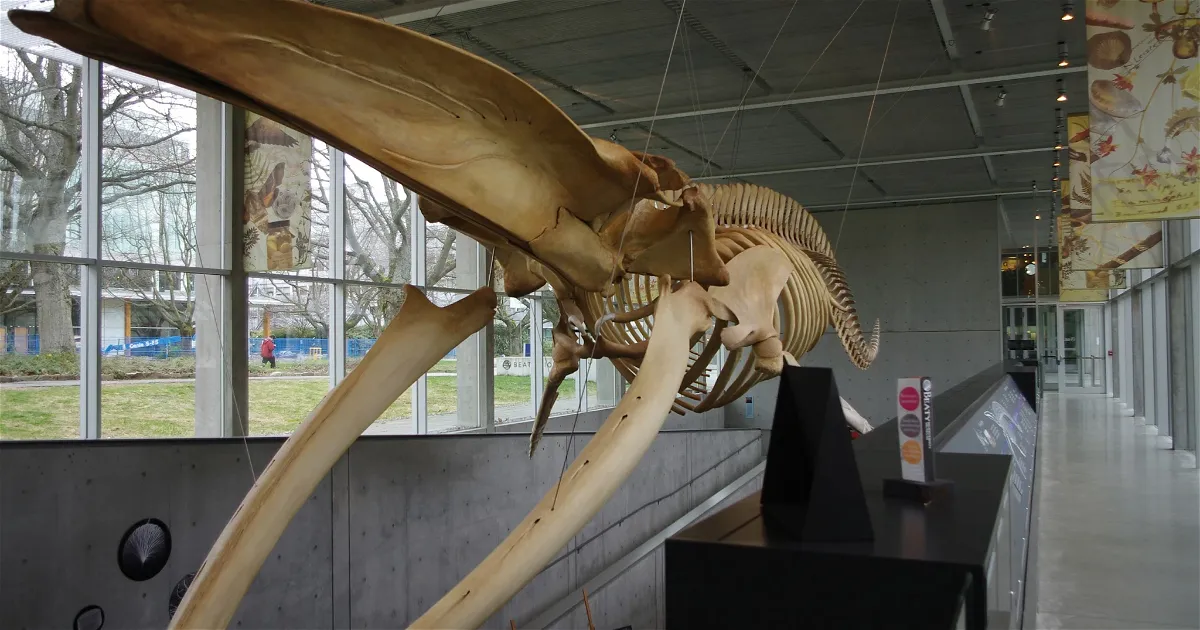 Horarios de Apertura Museo de Biodiversidad Beaty (Vancouver)
