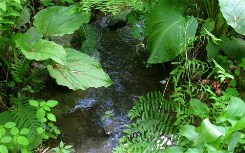 Bowman's Hill Wildflower Preserve