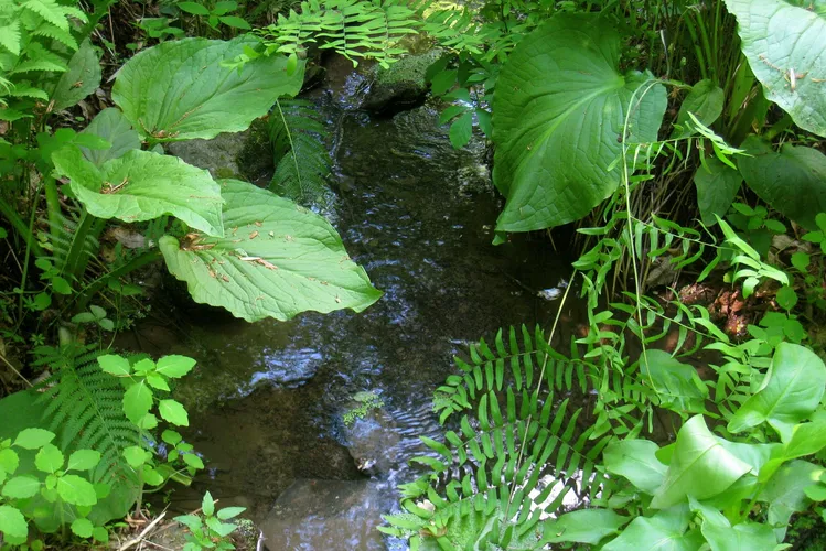 Reserva de flora silvestre de Bowman´s Hill