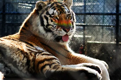 Cat Tales Wildlife Center
