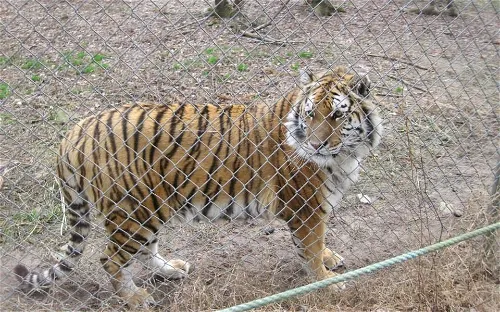 Carolina Tiger Rescue