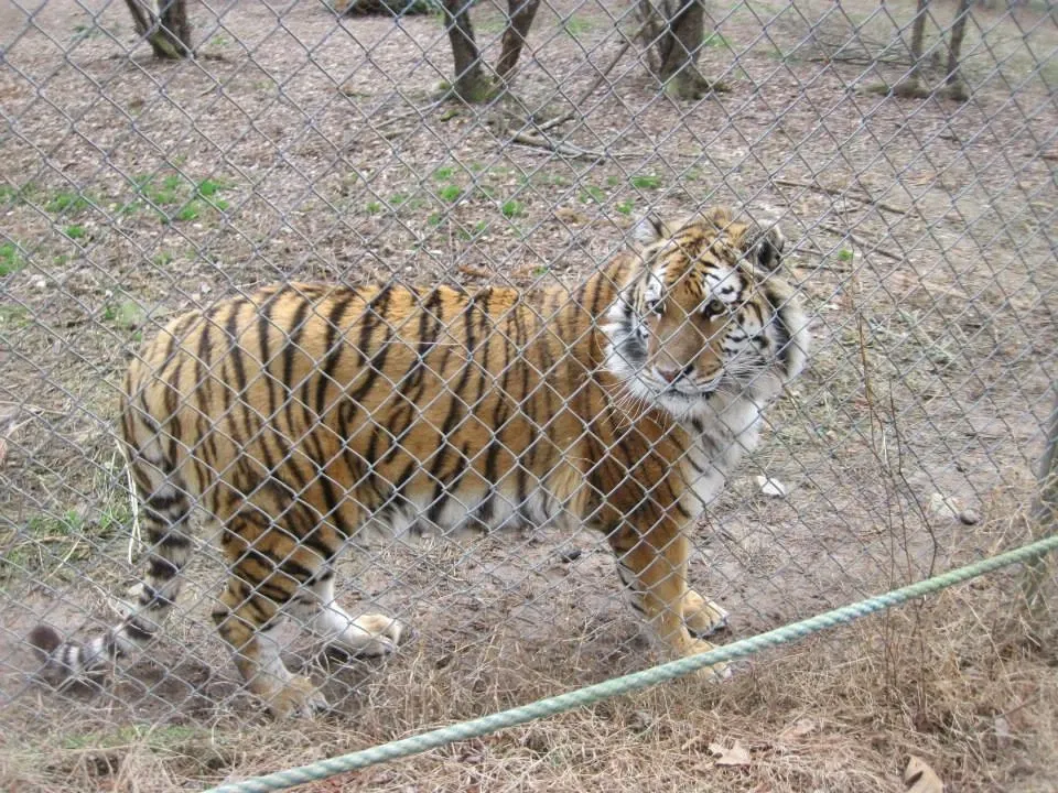 Carolina Tiger Rescue (Pittsboro) - Visitor Information & Reviews