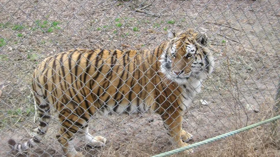 Tiger Rescue Ky Carolina Tiger Rescue (Pittsboro) - Visitor Information & Reviews