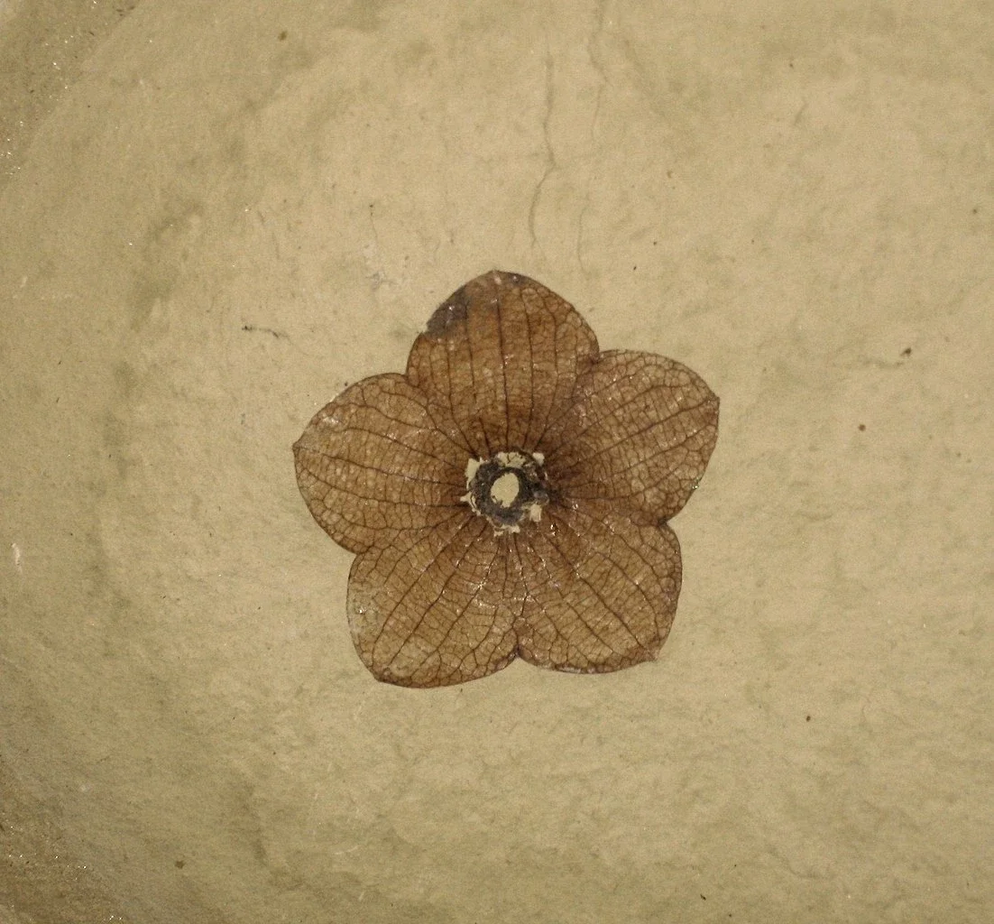 Stonerose Fossils