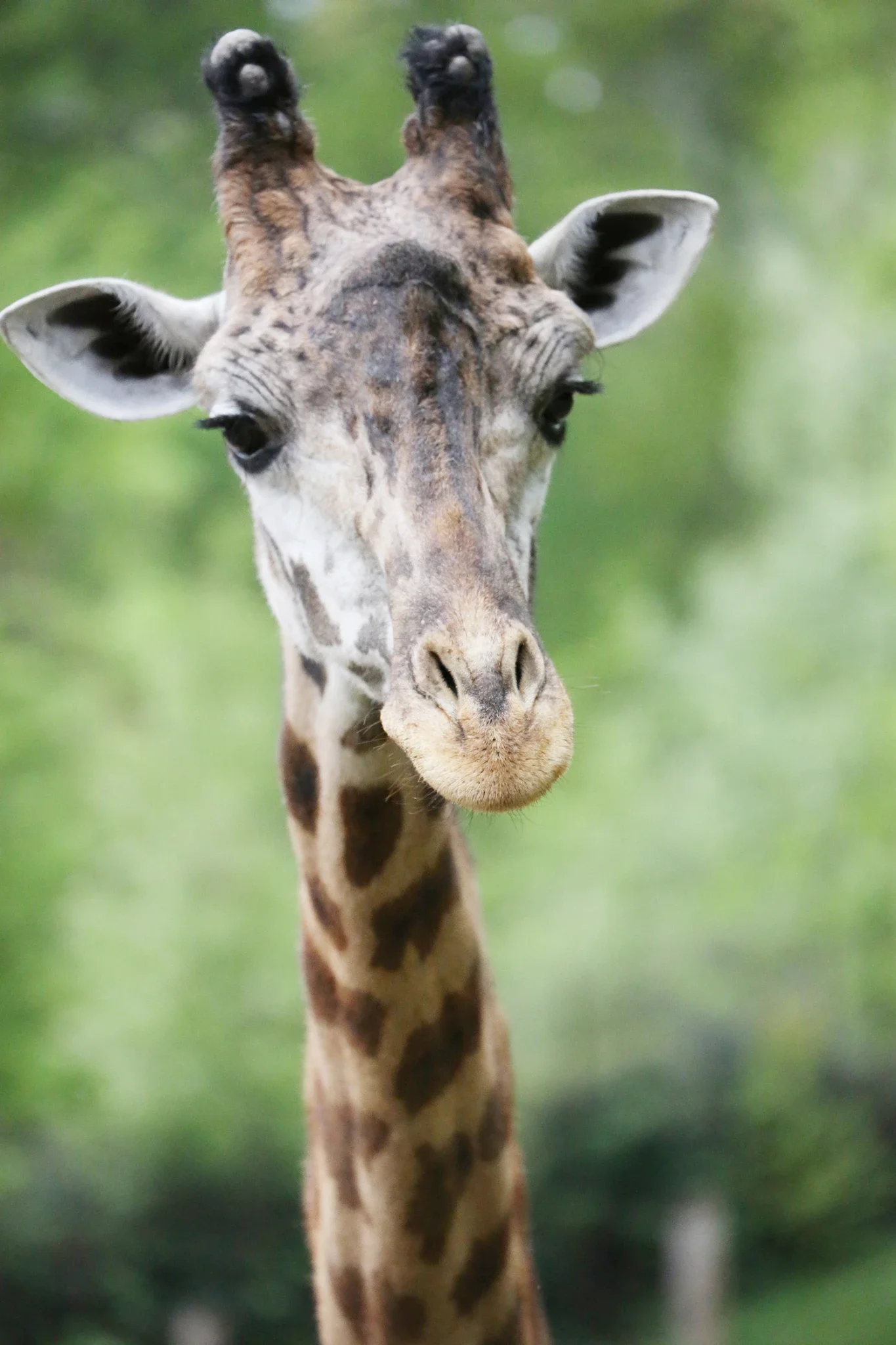 Special Memories Zoo