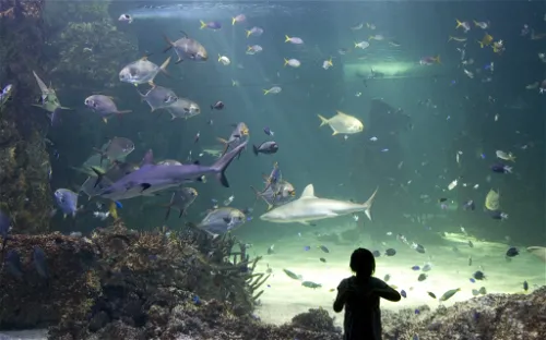 Sea Life Sydney Aquarium