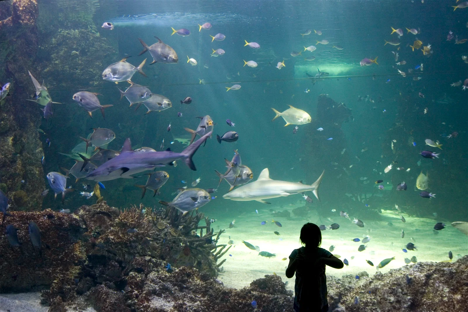 Sea Life Sydney Aquarium