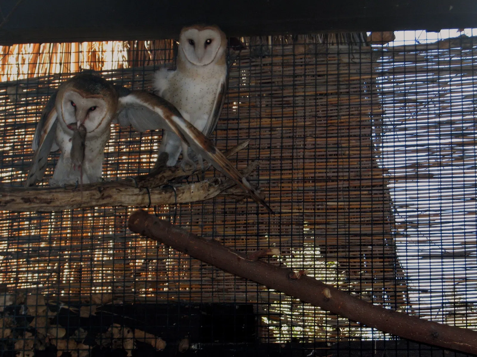 Living Desert Zoo and Gardens